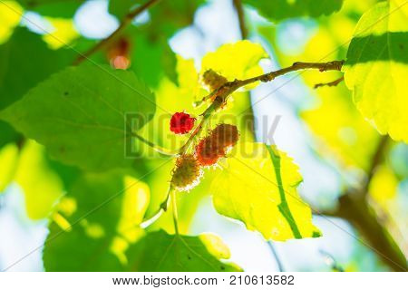 Fresh red and blue mullberry on the tree with green and yellow leafs. look up view Nature light through the leaf.