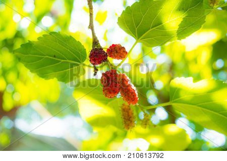 Fresh red and blue mullberry on the tree with green and yellow leafs. look up view Nature light through the leaf.