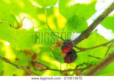 Fresh red and blue mullberry on the tree with green and yellow leafs. look up view Nature light through the leaf.