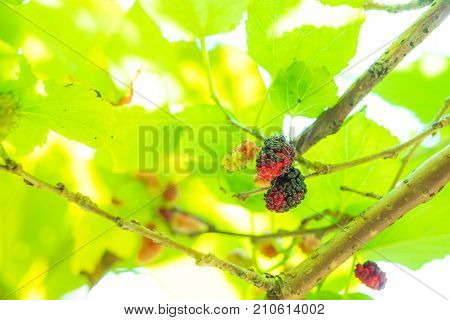 Fresh red and blue mullberry on the tree with green and yellow leafs. look up view Nature light through the leaf.