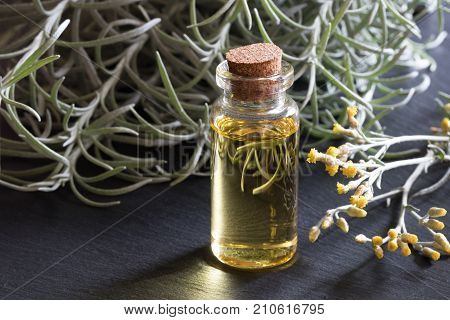 A Bottle Of Helichrysum Essential Oil With Blooming Helichrysum On Dark Background