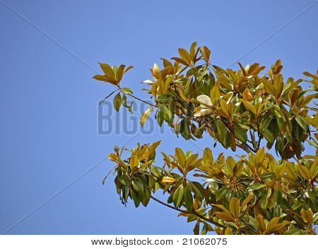 Mimosa træ
