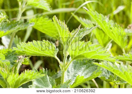 green stinging nettle in the summer season, growing in the field. close-up on the side