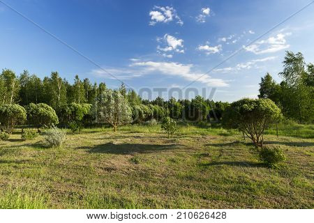 trees in a summer park on a sunny day. blue sky over plants, part of grass mowed and dried, landscape
