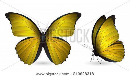 Set of colorful realistic butterflies. Front and side view. Vector 3D illustration