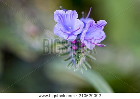 Wild Blue Plant (viper's Bugloss Or Blueweed) In A Summer Meadow.