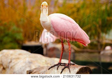 pink spatula bird is looking in camera