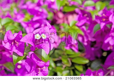 Bougainvillier
