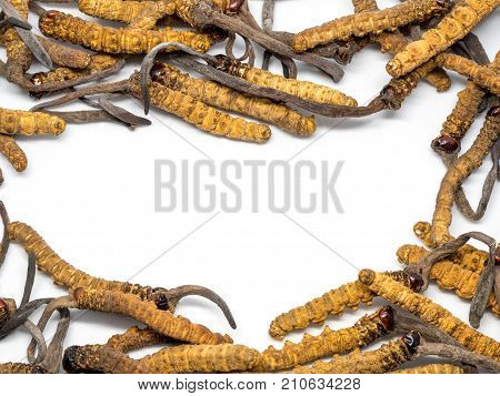 close up Ophiocordyceps sinensis (CHONG CAO DONG CHONG XIA CAO) or mushroom cordyceps this is a herbs. Medicinal properties in the treatment of diseases.