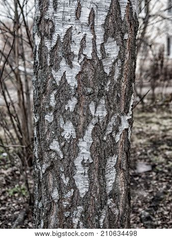 Wooden texture for create differents backgrounds art