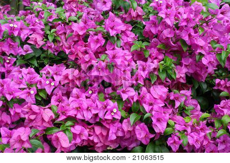 Bougainvillier