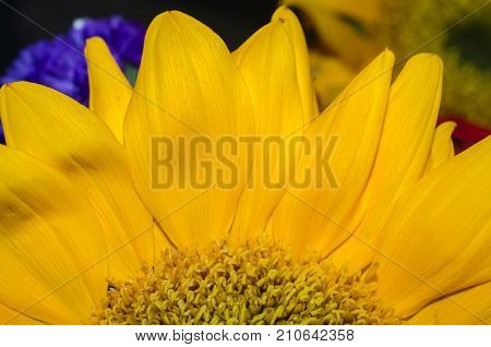 Vibrant bright yellow sunflower petals in abstract up-close image. Abstract background or backdrop for Holiday or celebration event.