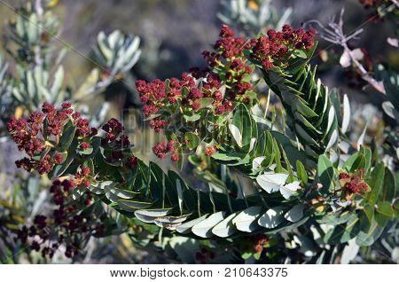 Hairy red flower buds and opposite leaf pattern of the Australian native Dwarf Apple tree Angophora hispida in the Royal National Park, NSW, Australia