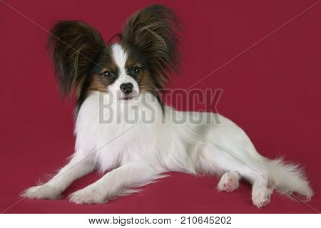 Beautiful young male dog Continental Toy Spaniel Papillon on a red background
