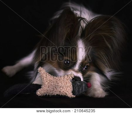Beautiful young male dog Continental Toy Spaniel Papillon with plush toy on a black background