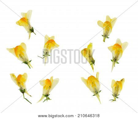 Pressed and dried delicate flowers Linaria vulgaris. Isolated on white background. For use in scrapbooking floristry or herbarium.