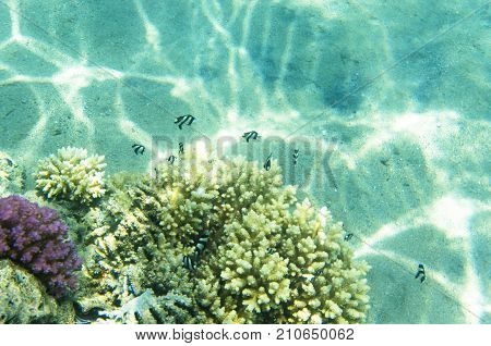 Striped fish near the coral. Dascyllus aruanus