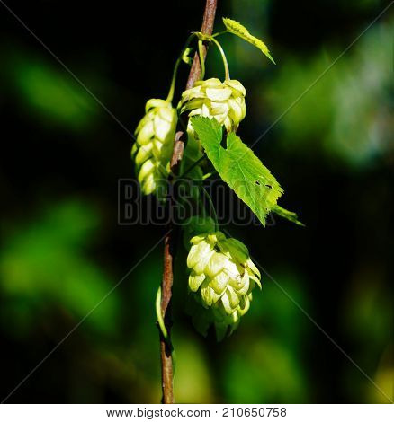 Gracile hop branch with blossoms in the sun