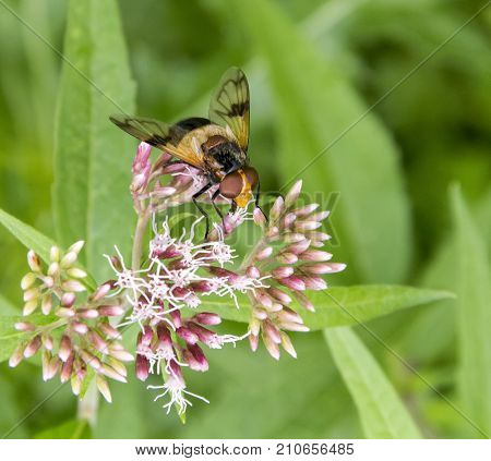 hoverfly named Pellucid Fly resting on a flower head in natural bacl