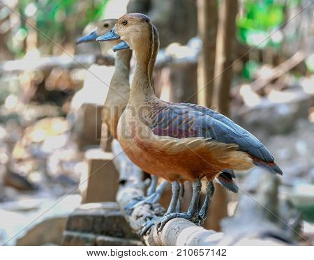 Teal stand on wood . . .