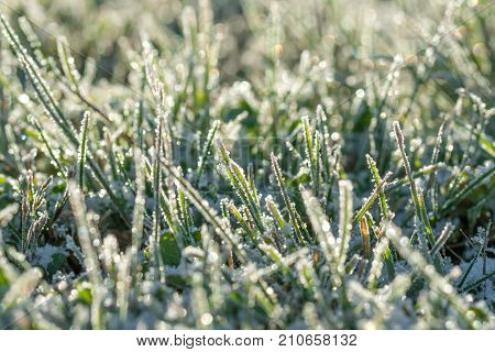 green grass on a meadow covered with snow. blur background winter meadows with grass covered with frost