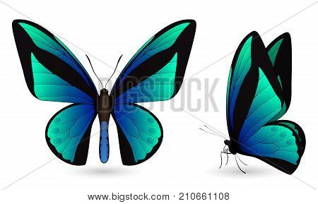 Set of colorful realistic butterflies. Front and side view. Vector 3D illustration