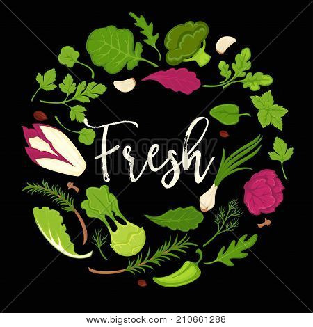 Lettuce salads or fresh leafy vegetables poster for healthy diet. Vector cauliflower and arugula, kohlrabi or brussels sprouts and green spinach, farm grown cabbage or sorrel and chicory