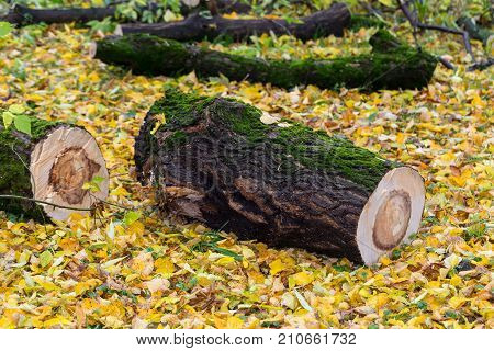 Sawed off a piece of wood. Log. The moss on the tree. Autumn cleaning.