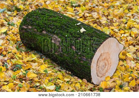 Sawed off a piece of wood. Log. The moss on the tree. Autumn cleaning.