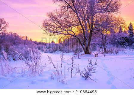 beautiful winter landscape with forest trees and sunrise. winterly morning of a new day. purple winter landscape with sunset