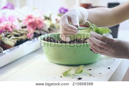 Florist removes excess leaves of violets. Growing violet- how to grow violet.