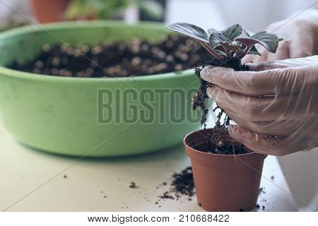 Transplant flowers in pots. Florist transplant small violets. Growing violet- how to grow violet.