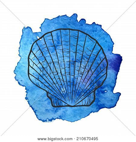 vector sea shell at blue watercolor background, hand drawn illustration