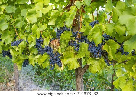 Vineyards of the Alella wine region near the Mediterranean Sea in Catalonia Spain