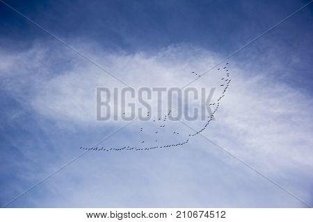 Birds flying wedge against the blue sky. Migratory birds