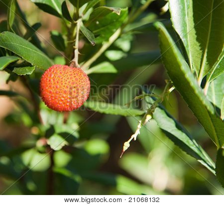 Litchi frugt