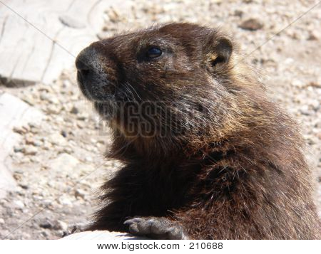 Marmota close-up