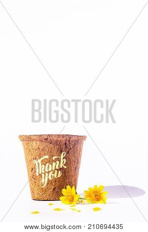 Give Thank you calligraphy on flowerpot with yellow blossoms isolated on white background. Free space for your own text for special day or holiday. Thankful concept,Thank giving day