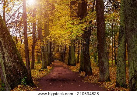 Beautiful Autumn Forest Park In Russia. The Park Estate Rozhdestveno. Leningrad Oblast.