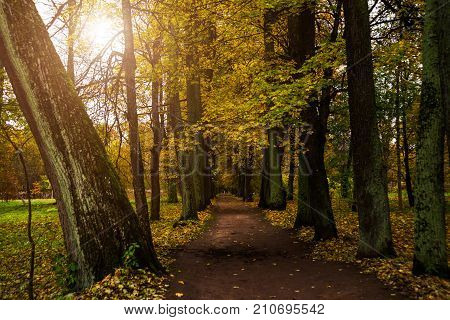 Beautiful Autumn Forest Park In Russia. The Park Estate Rozhdestveno. Leningrad Oblast.