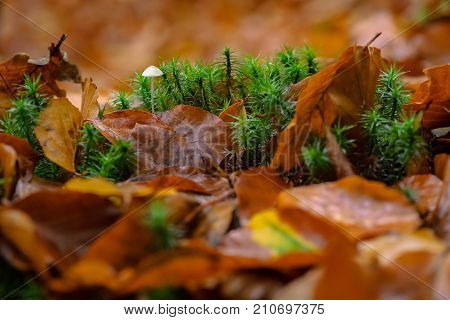 Macro photo of minuscule little mushroom surrounded by the green moss with autumn leaves. Beautiful autumn colors in a Dutch forest in the middle of the Dutch Veluwe.