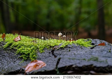 Macro photo of minuscule little mushroom surrounded by the green moss with autumn leaves. Beautiful autumn colors in a Dutch forest in the middle of the Dutch Veluwe.