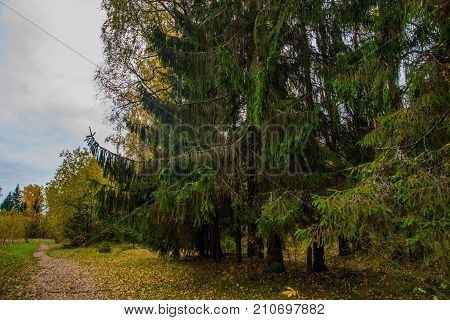 Beautiful Autumn Forest Park In Russia. The Park Estate Rozhdestveno. Leningrad Oblast.