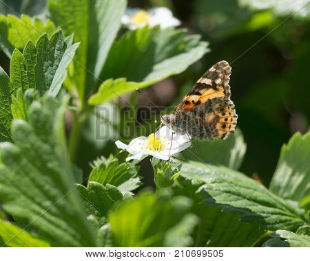 Macro of a Butterfly Cacyreus marshalli on a strawberry flower .