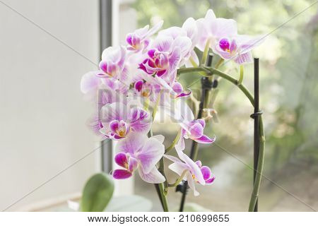 Beautiful home bouquet of Thailand Orchid in the interior. Orchids on the window. Vibrant tropical purple and white orchid flower vintage square floral background. Selective soft focus