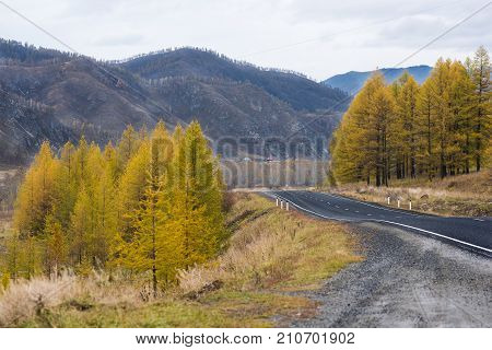 Federal highway M-52 Chuysky tract, asphalt road with markings among the autumn trees. Russia, the Altai Republic.