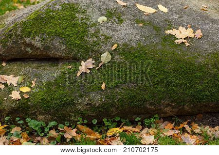 dry leaf fallen on stone and moss ground in autumn season with soft focus background