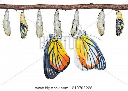 Painted Jezebel (delias Hyparete) Butterflies