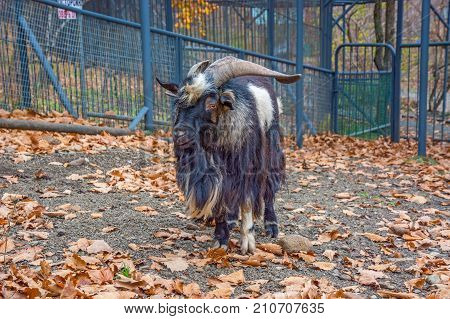 hairy goat looks into the camera. a lot of wool. Primorskiy Kray