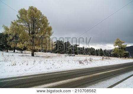 Federal highway M-52 Chuysky tract, asphalted road with markings among the autumn trees covered with snow. Russia, the Altai Republic.